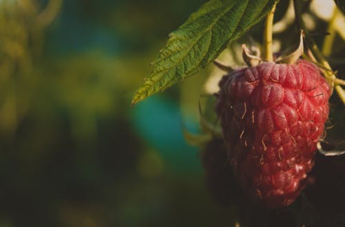 Red Fruit in Green Leaves