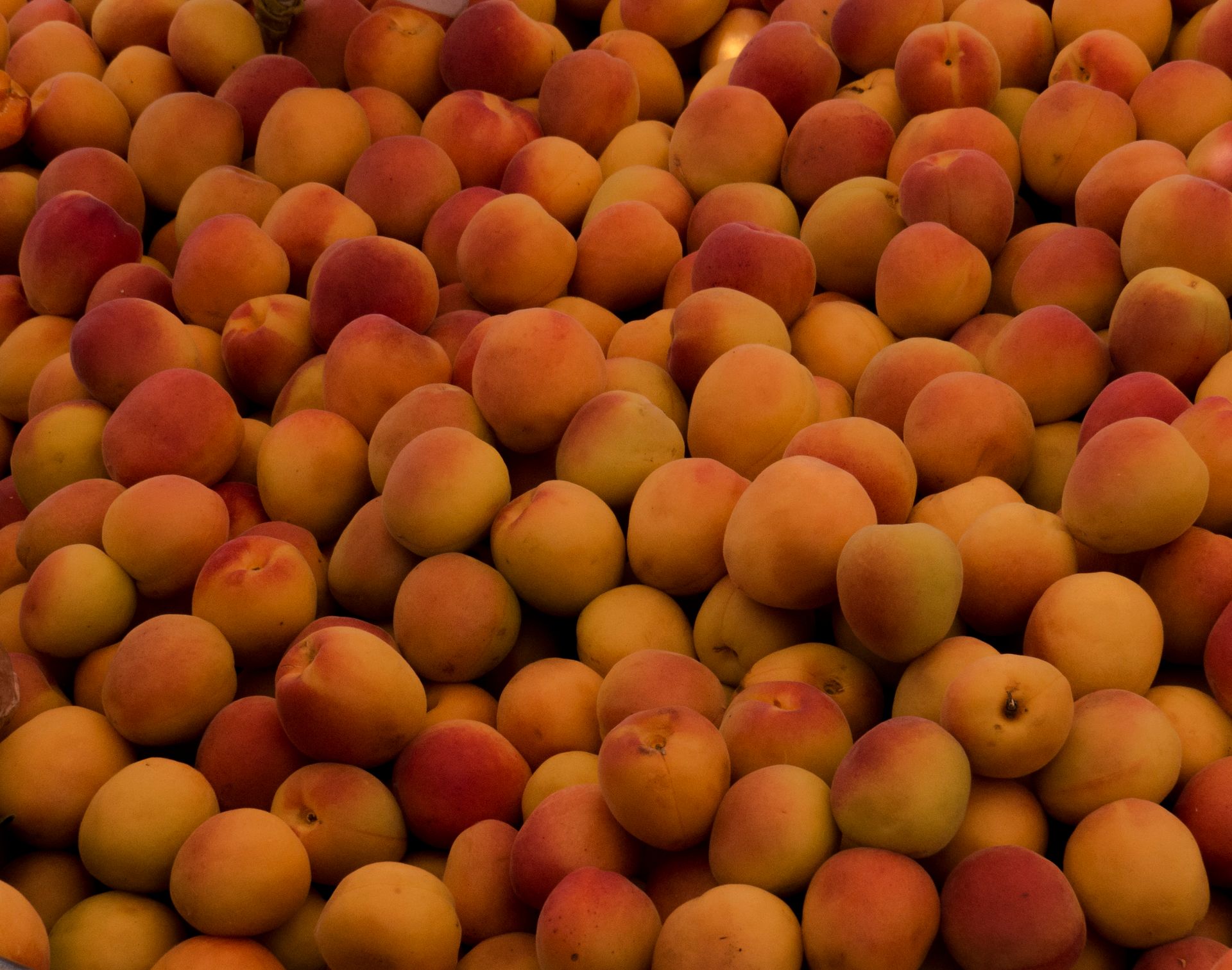A close-up view of a large pile of fresh apricots showcasing their vibrant colors and textures.