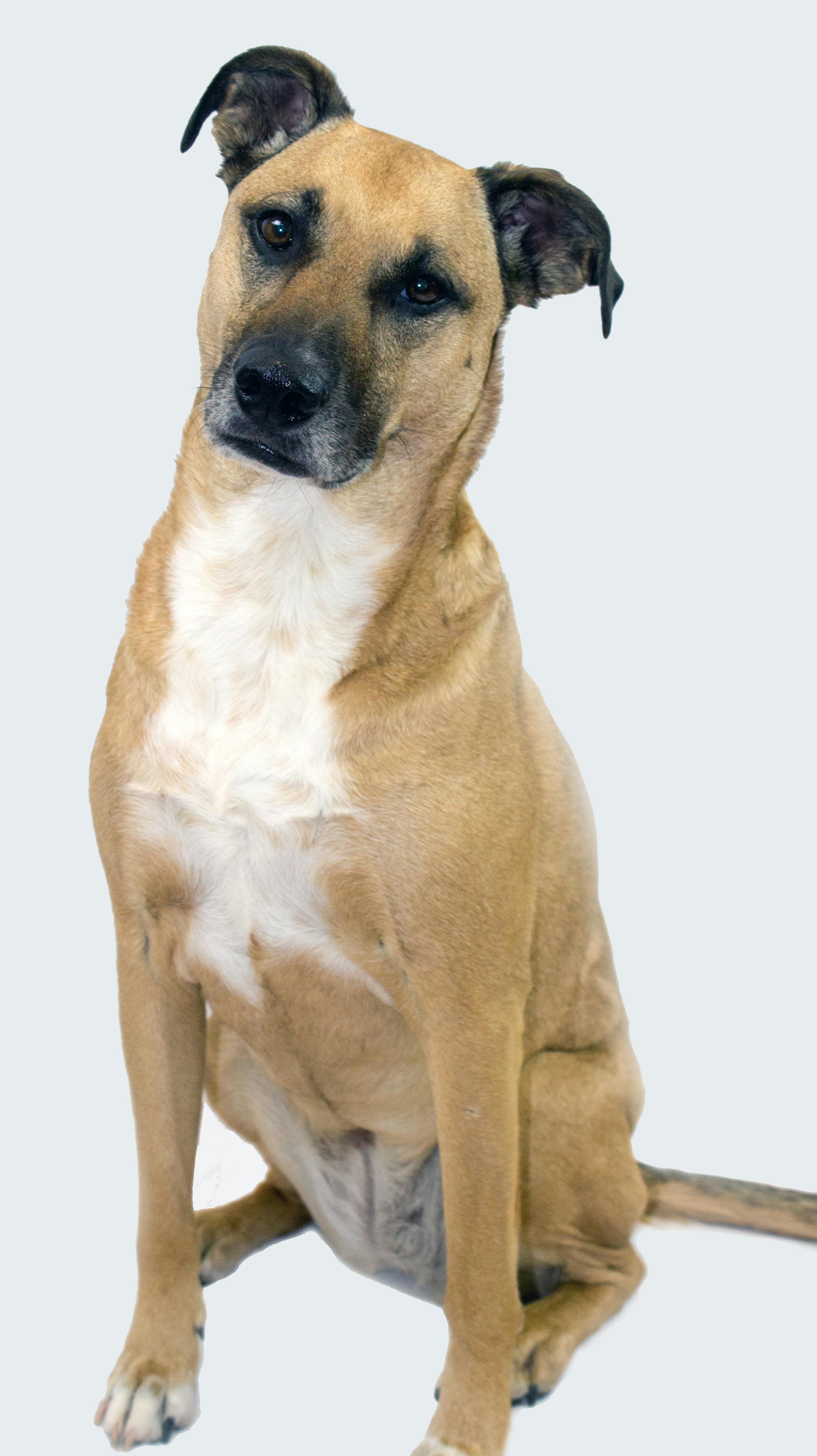 Free stock photo of black mouth cur, Pitbull mix, pittie