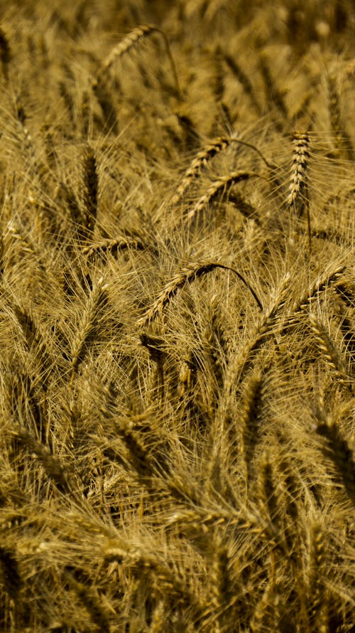 Close Shot of Wheat Field