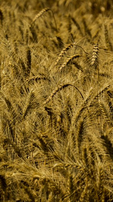 Fotomural Primer plano de un campo de trigo dorado bajo la luz del sol, mostrando textura y detalle.