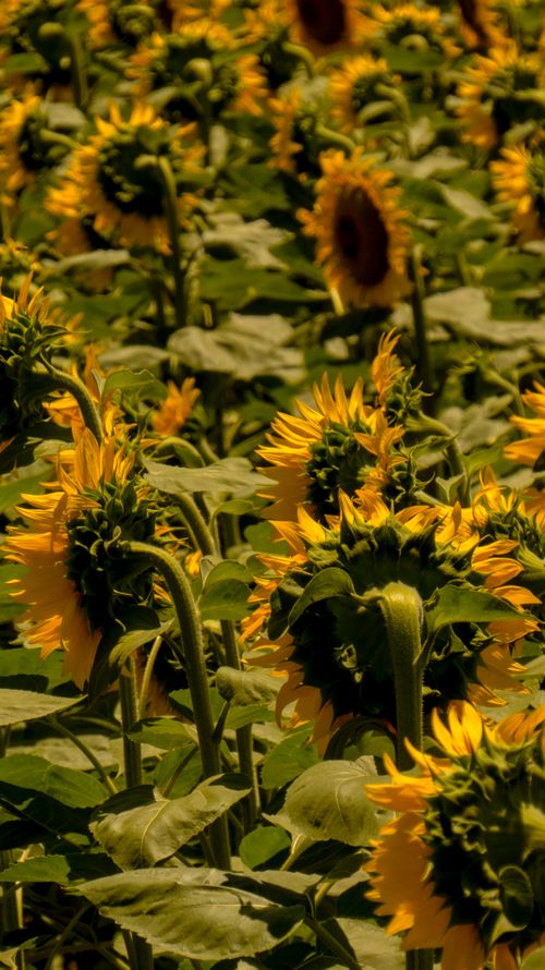 Free Vibrant field of sunflowers in full bloom on a sunny day, showcasing nature's beauty. Stock Photo