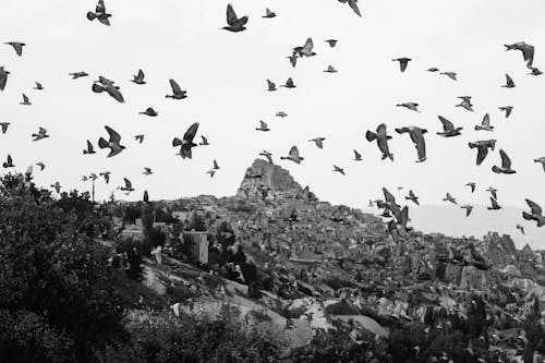 Бесплатное стоковое фото с birds_flying, голуби, монохромный
