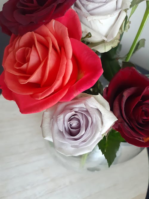 Free stock photo of bunch of roses, colourful, flowers in vase