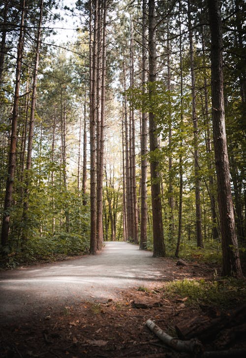 Empty Road in Between Green Trees