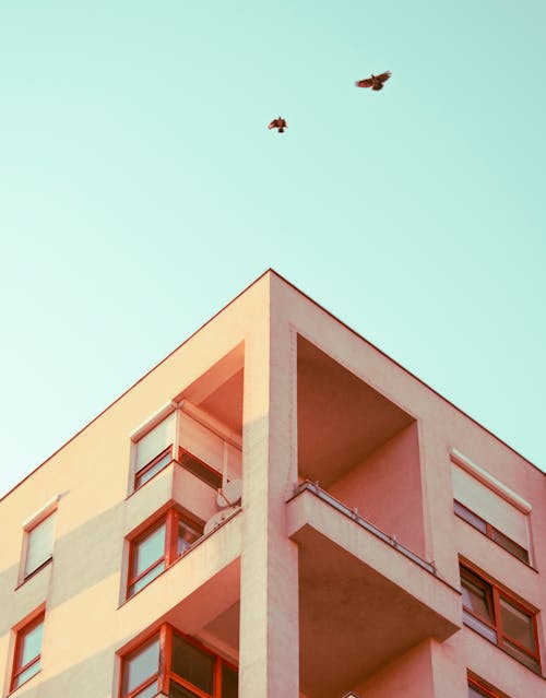 Low-Angle Shot of Two Birds Flying over a Concrete Building
