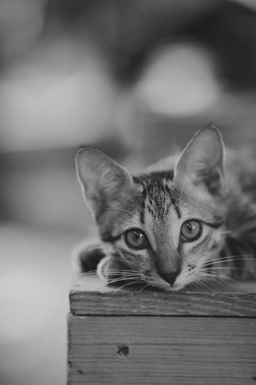 Δωρεάν στοκ φωτογραφιών με tabby cat, αιλουροειδές, ασπρόμαυρο