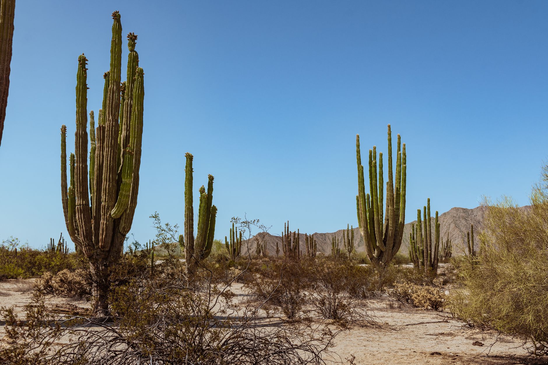 Explore the serene desert landscape of San Felipe, Mexico, with towering cacti and clear blue skies.