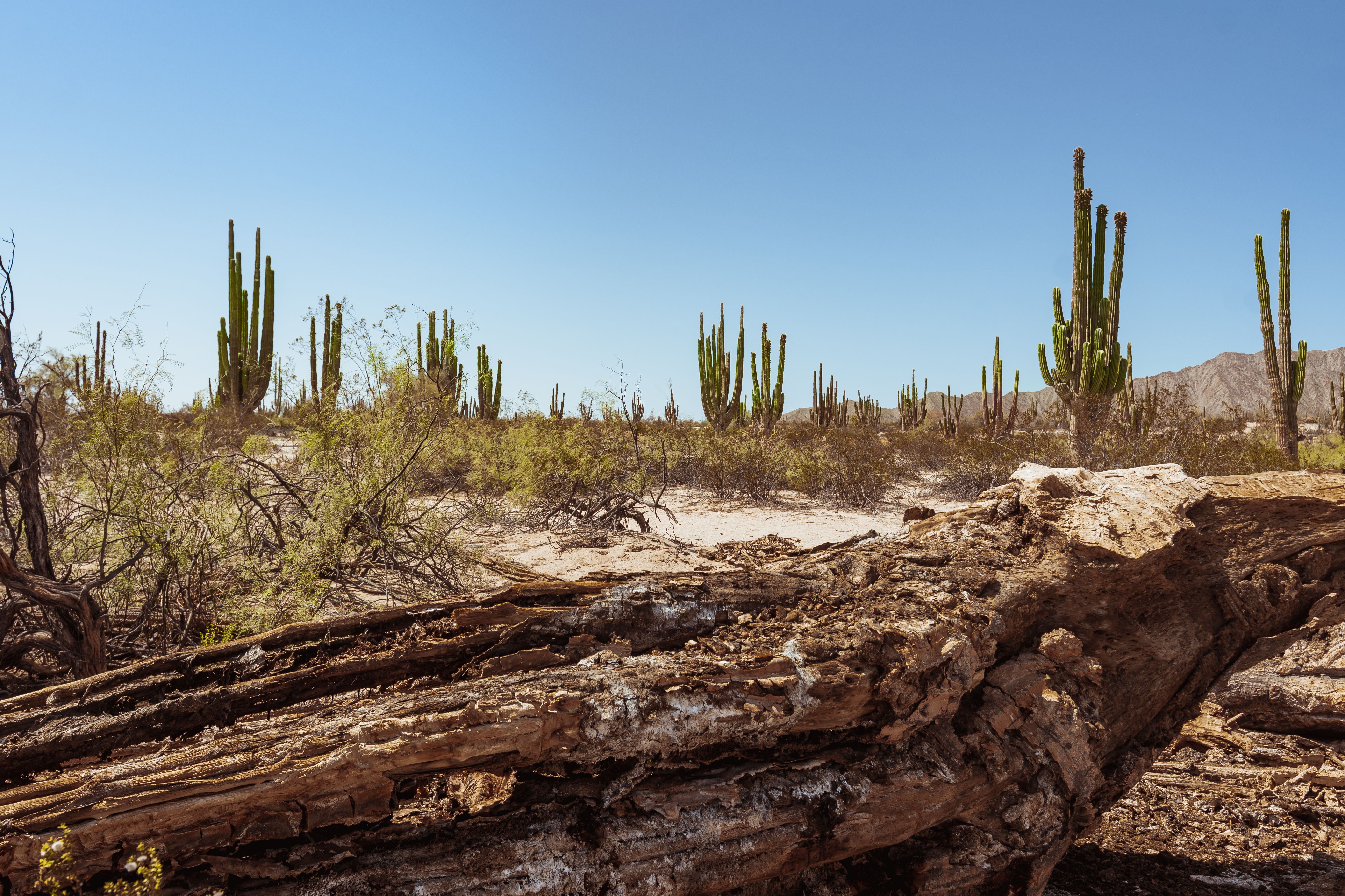 Incredible Jungle & Ocean Expedition: Horseback Ride, Waterfall, & Beach BBQ Review 2026 - Explore the serene desert landscape of San Felipe with towering cacti and blue skies.