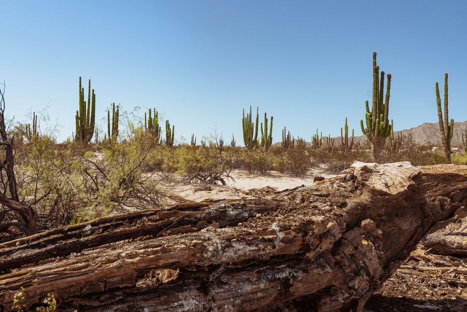Incredible Jungle & Ocean Expedition: Horseback Ride, Waterfall, & Beach BBQ Review 2026 - Explore the serene desert landscape of San Felipe with towering cacti and blue skies.