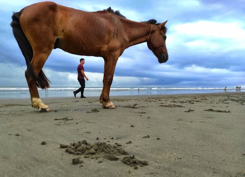 Free stock photo of beach, horse, sea beach