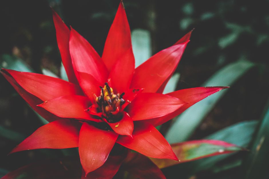 Guzmania lingulata