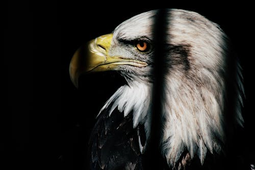 бесплатная крупным планом фото черно белого орла Стоковое фото