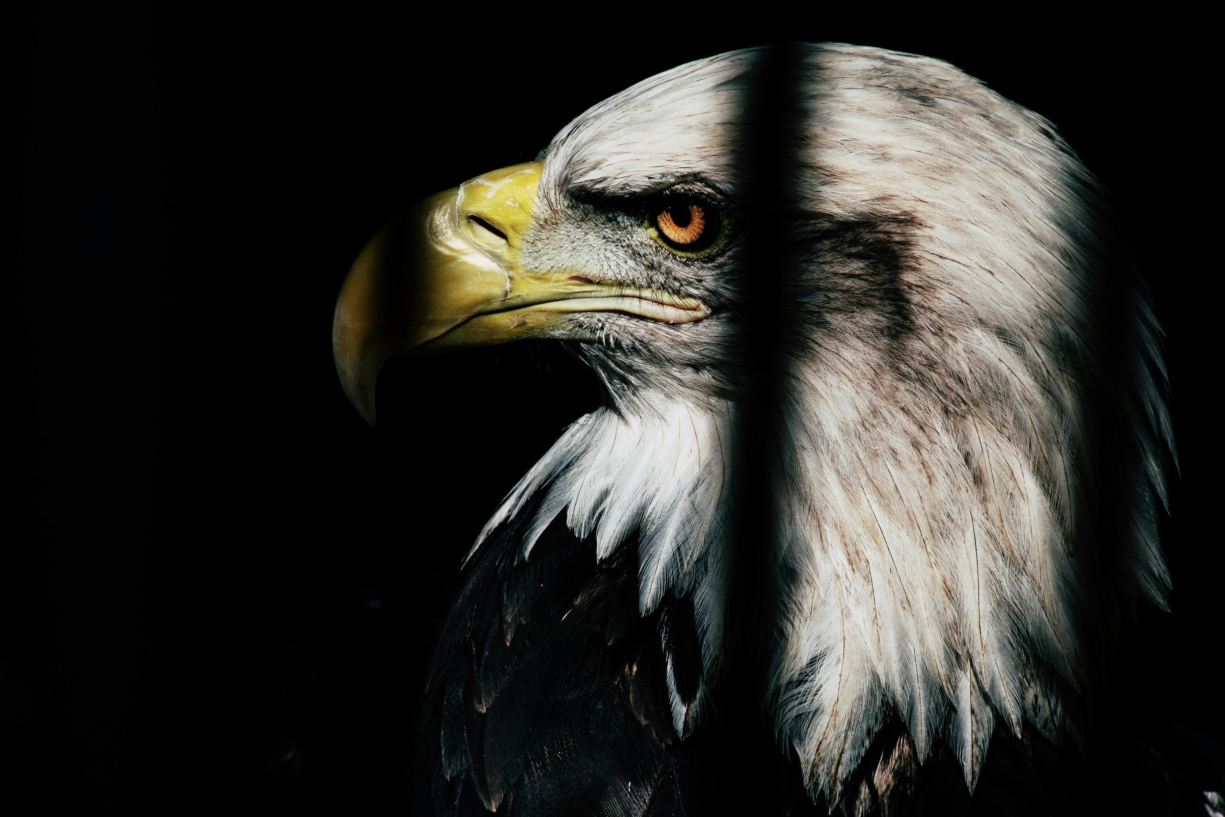 Foto Stok Gratis Tentang Background Hitam Bangsa Burung