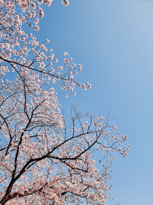 Low Angle Shot of Cherry Blossom Branches under Clear Blue Sky 
