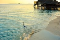 日落时分，马尔代夫海滩呈现出一片宁静的景象，苍鹭与海滨平房点缀其间