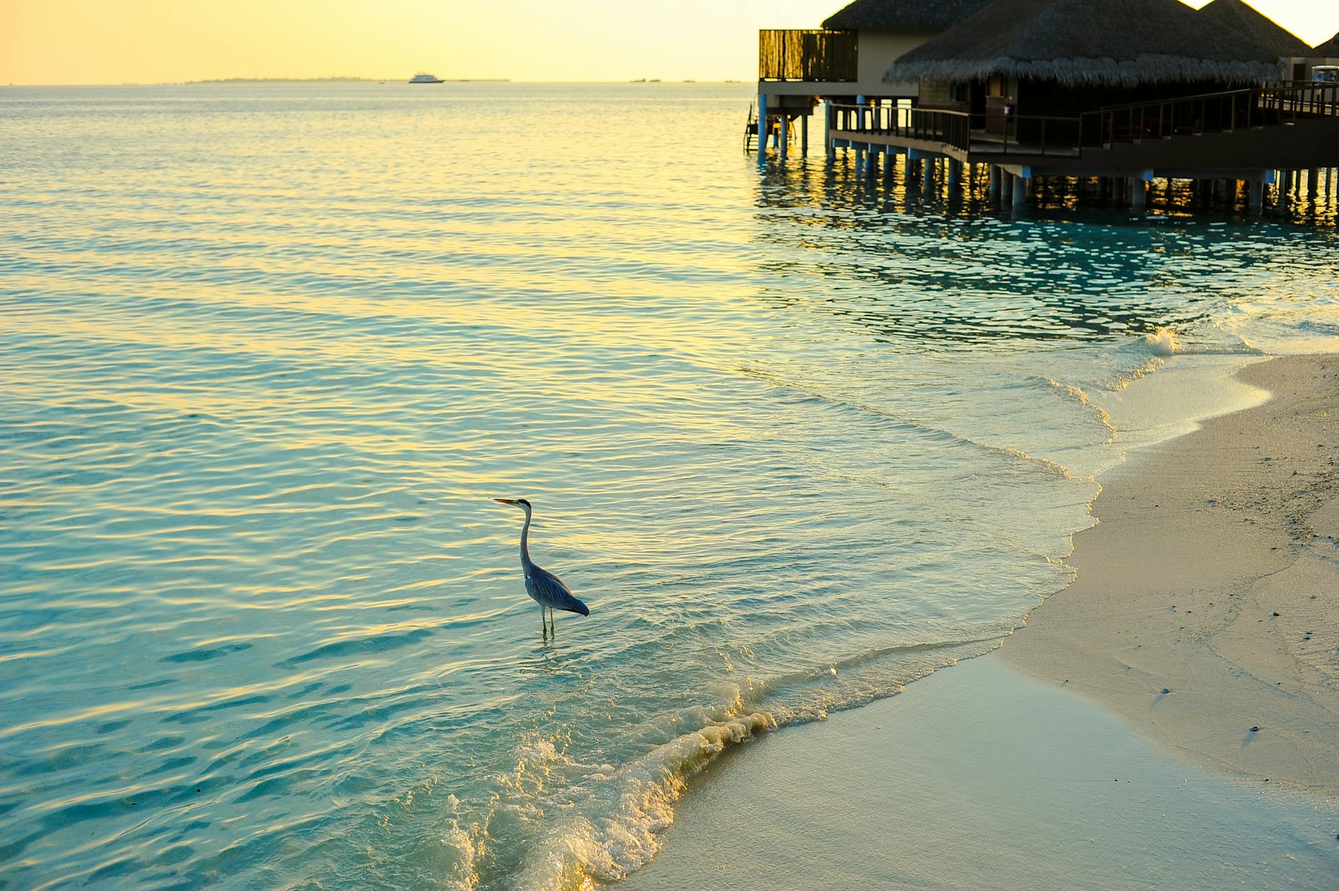 A peaceful scene of a heron by the beach with oceanfront bungalows at sunset in the Maldives.