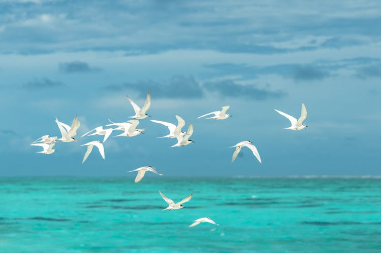 Flock Of White Seagulls Flying Over The Ocean 