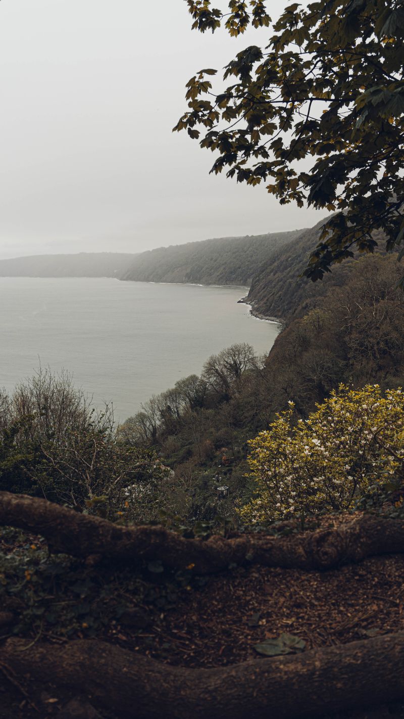 Misty coastal forest sloping down to a grey sea, photo by 91 TAF on Pexels