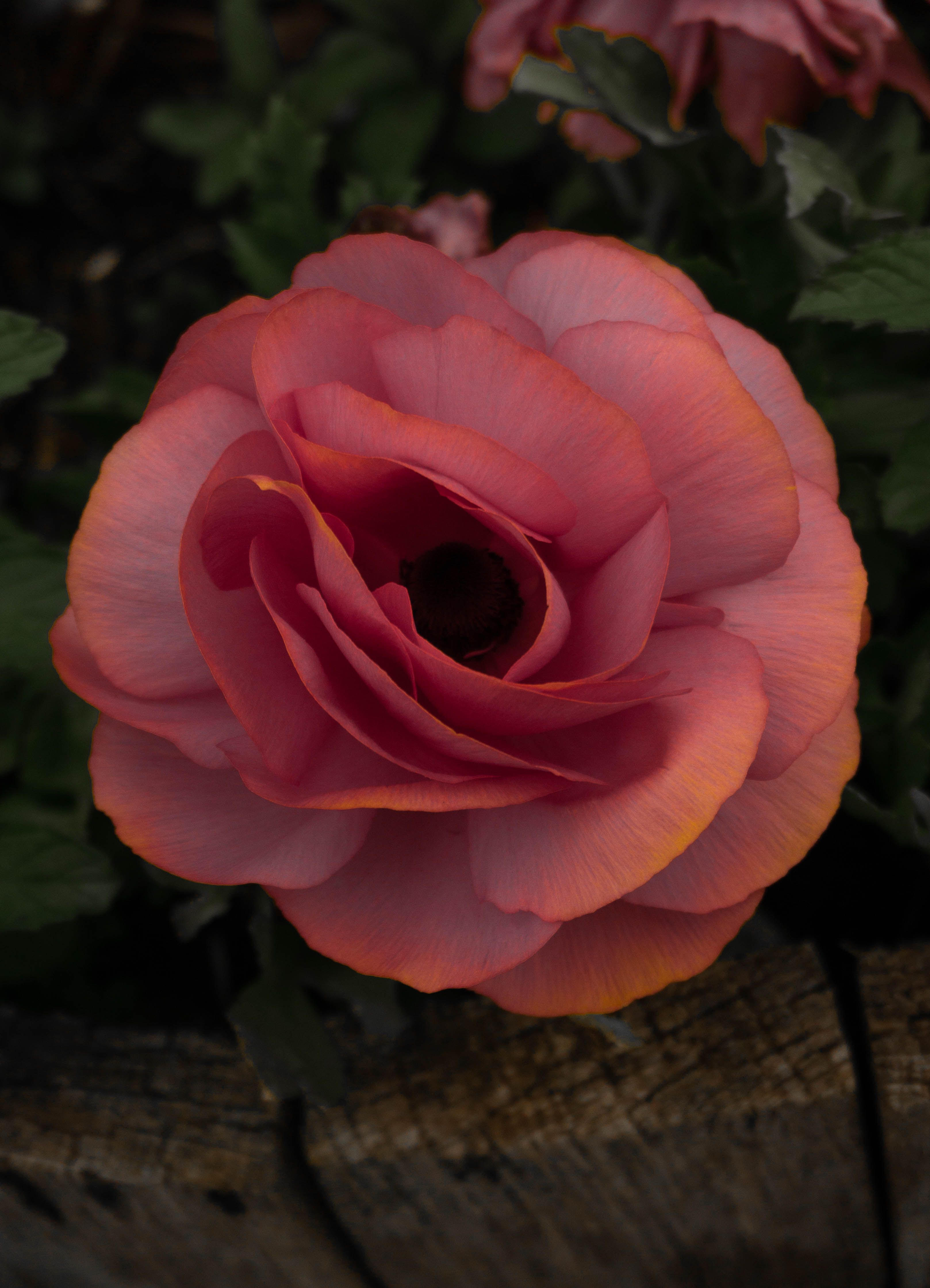 A vibrant pink ranunculus flower captured in full bloom in an English garden.
