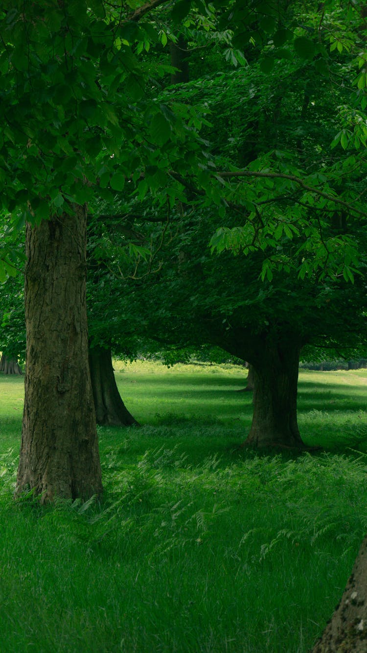 Green Grass Field With Trees