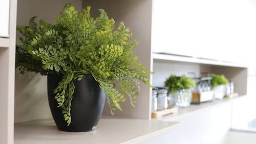 Kostenlos Kostenloses Stock Foto zu dekoration, pflanze, vase Stock-Foto