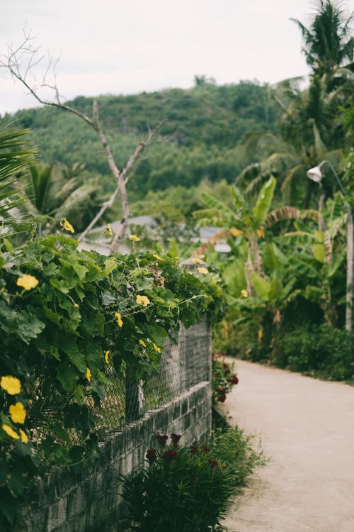 Free A tranquil tropical pathway surrounded by vibrant greenery and hills, offering a serene escape. Stock Photo