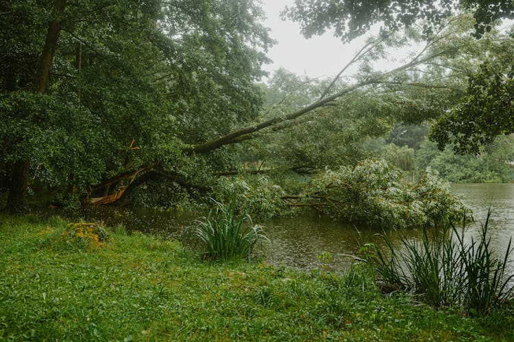 Tree Falling In The Water