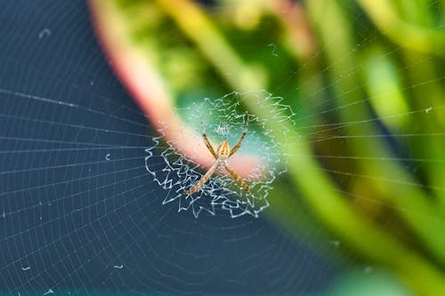 Brown Spider on Web in Close Up Photography