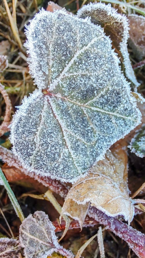 Free Zamrożony liść w zimowy dzień Stock Photo