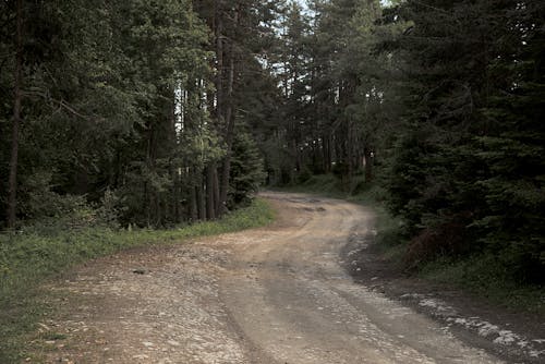 Brown Dirt Road Between Green Trees
