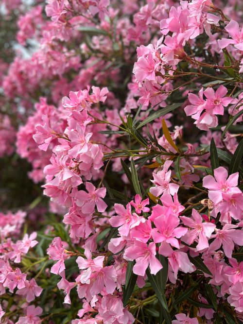 Free Close-up shot of vibrant pink oleander flowers in full bloom. Perfect for spring-themed designs. Stock Photo