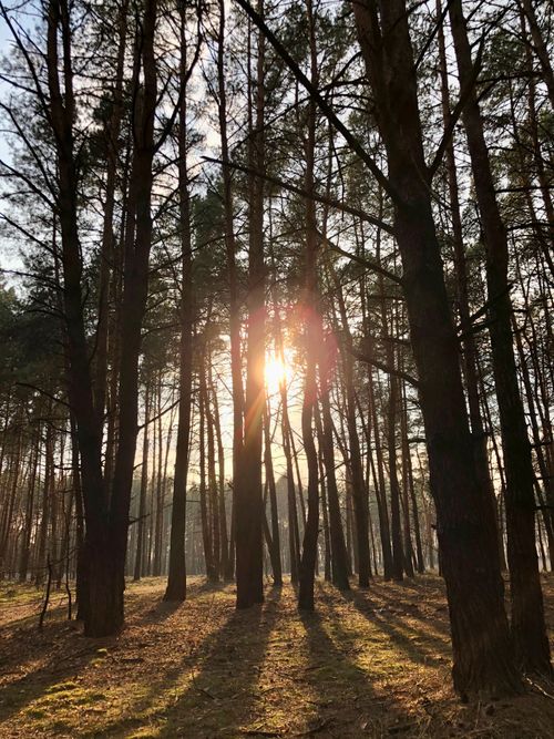 Free A serene view of sunlight filtering through tall forest trees, casting long shadows on an autumn day. Stock Photo