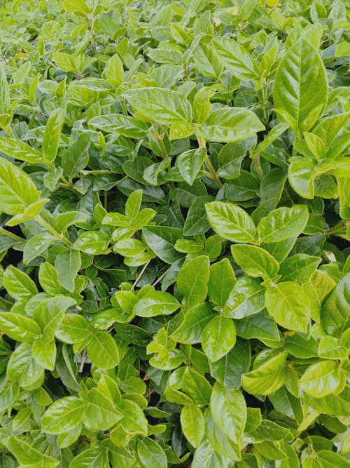 Close-Up Shot of Green Leaves