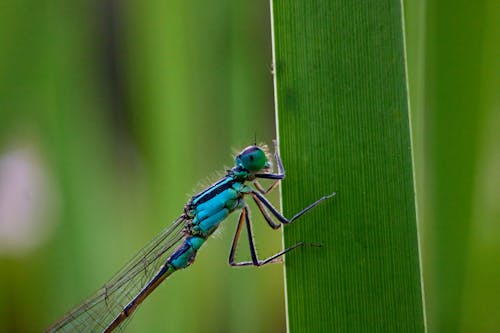 Free Damselfly in Close Up Photography Stock Photo