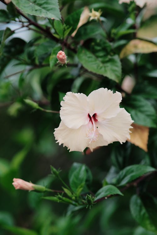 Free Close-Up Shot of a White Hibiscus in Bloom Stock Photo
