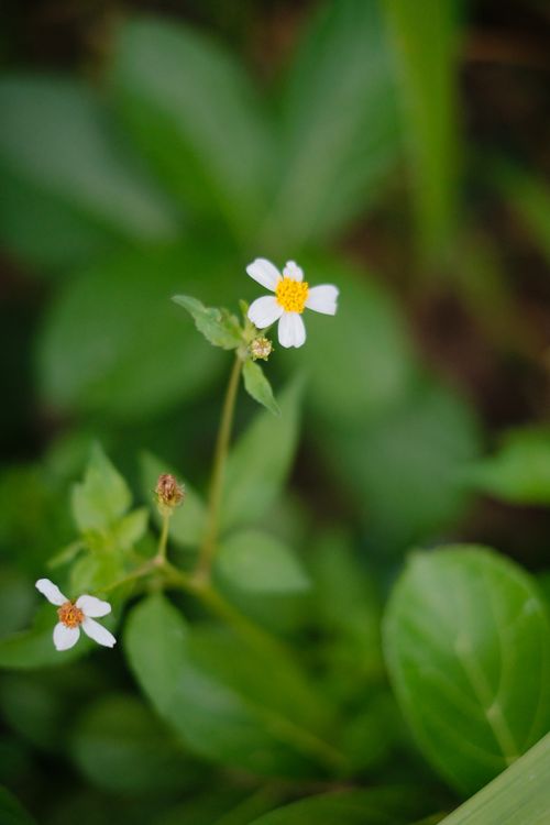 Free Detailed close-up of Bidens alba with white flowers and green foliage in soft focus background. Stock Photo