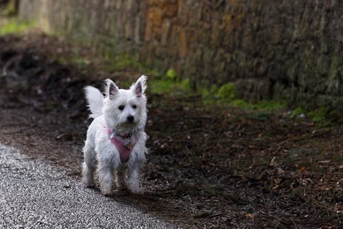 Free White Long Coated Small Sized Dog Walking on Dirt Road Stock Photo
