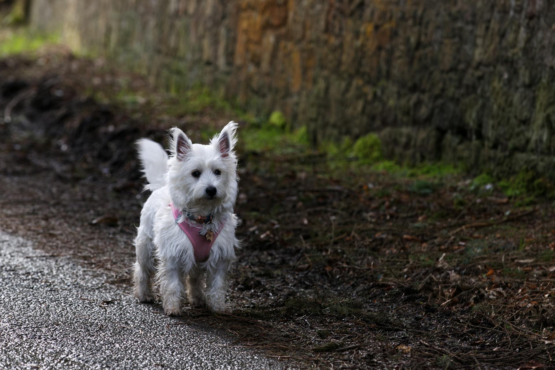 A White Terrier Walking