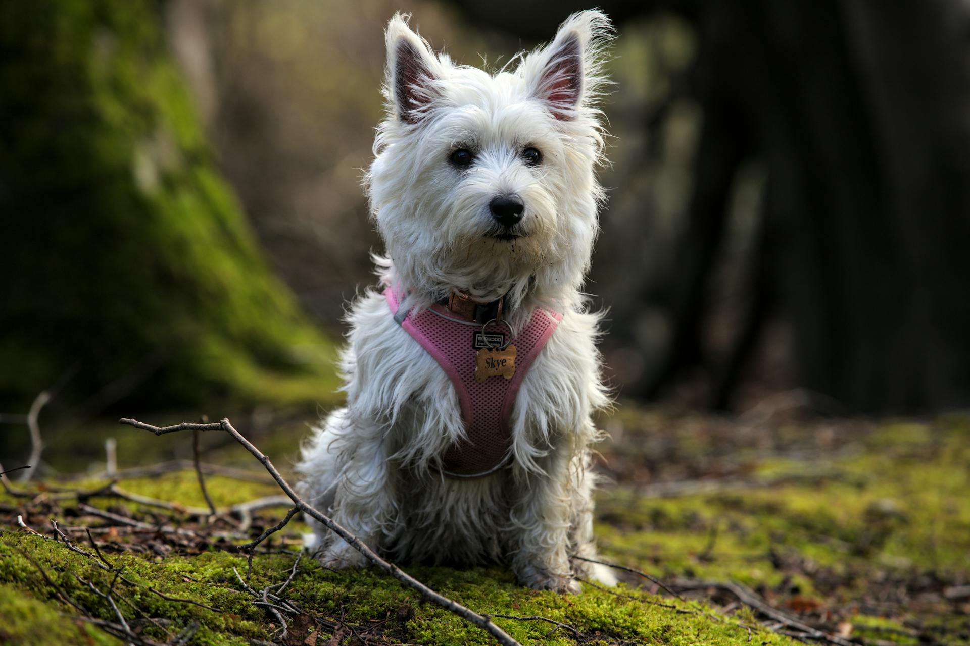 A White Long Coated Dog on a Mossy Ground