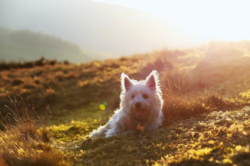 Free White Long Coat Small Dog on Green Grass Field Stock Photo