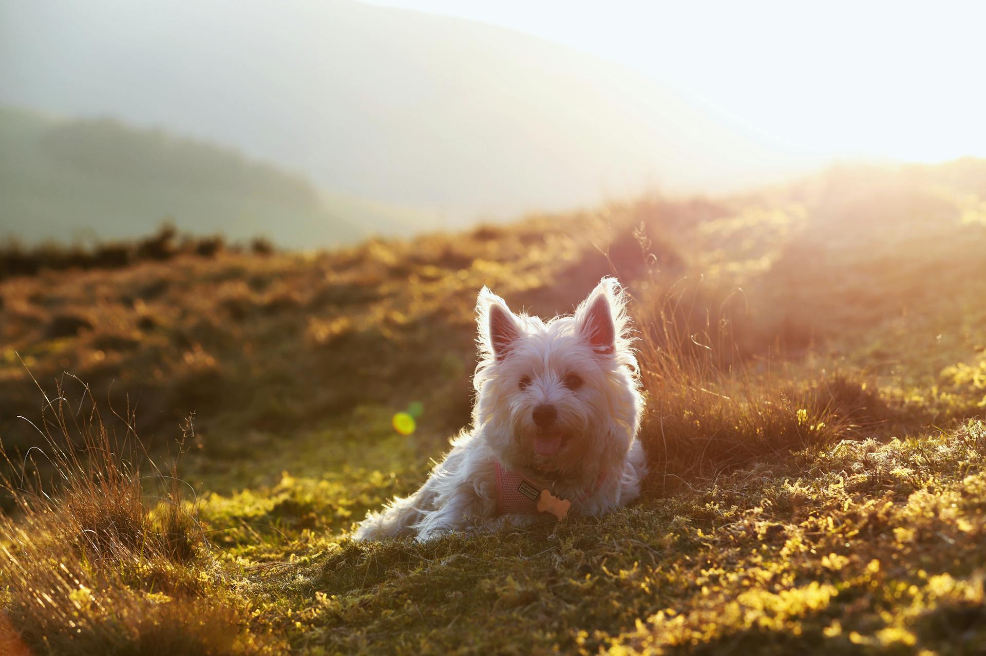 A White Terrier Lying on a Grassy Field