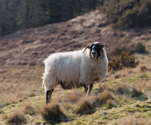 Free Fotos de stock gratuitas de abrigo de lana, al aire libre, animal Stock Photo