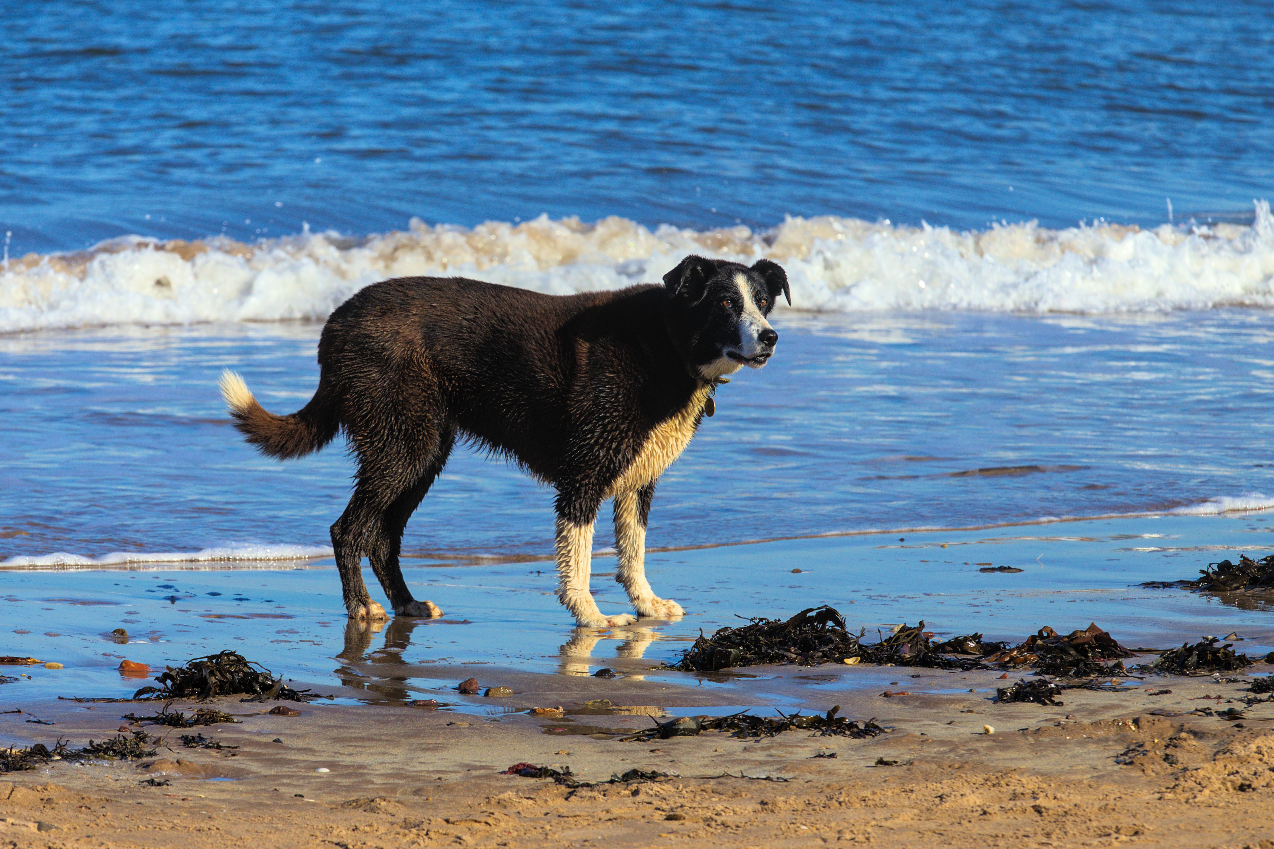 Um cão preto está em uma praia de areia, aproveitando um dia ensolarado à beira-mar.