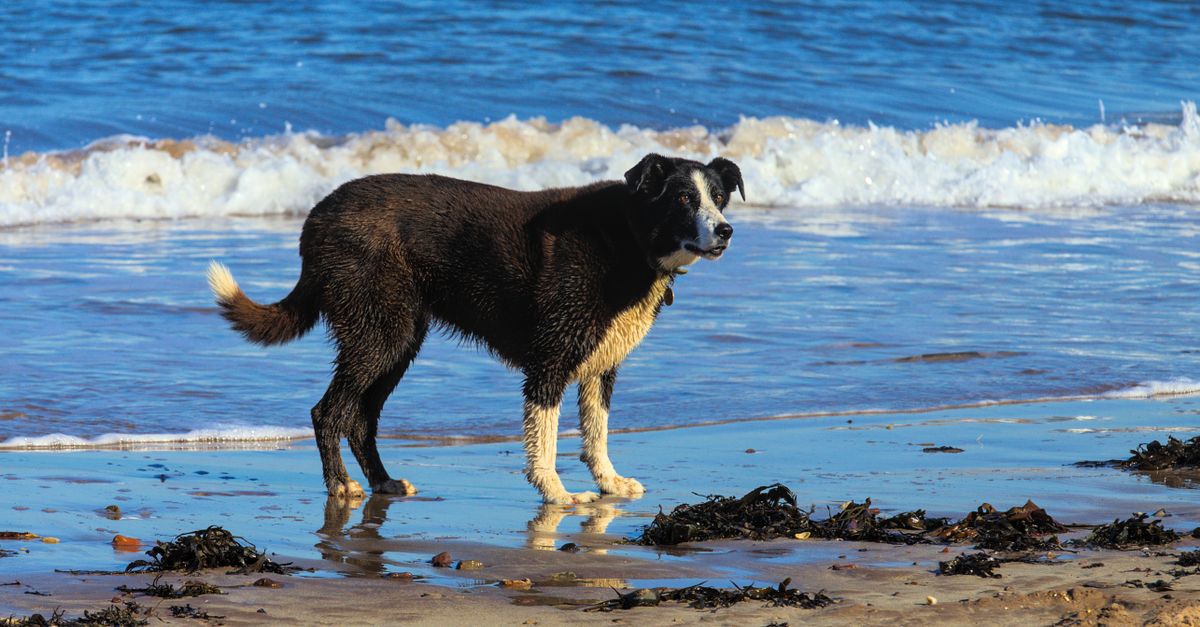 Um cão preto está em uma praia de areia, aproveitando um dia ensolarado à beira-mar.