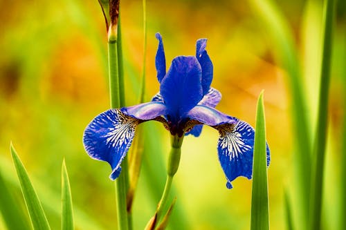 Foto d'estoc gratuïta de blur de fons, bonic, flor