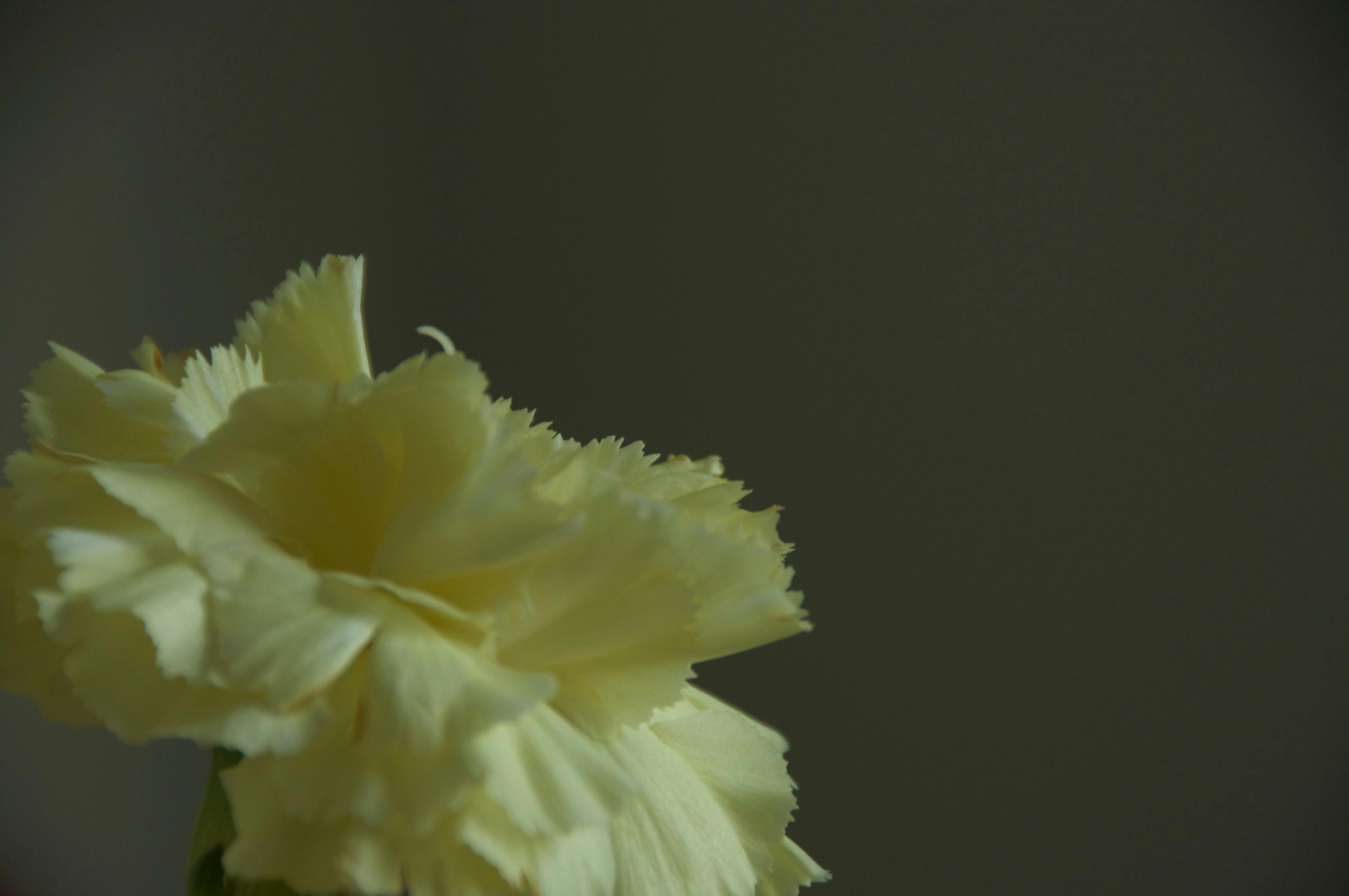 Free stock photo of carnation, flower