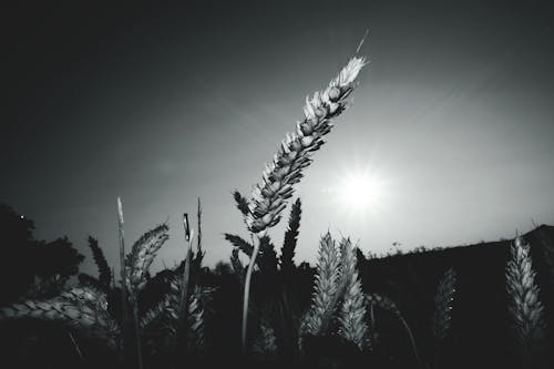 Gray-scale Landscape Photograph of Field of Wheat