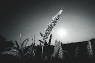 日出时，麦田的黑白图像戏剧性地展现了大自然的优雅