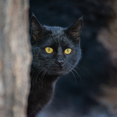 Close-Up Shot of a Black Cat